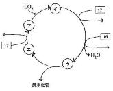 kitazato-2013-biology-2-1