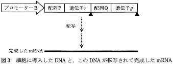 nihonika-2012-biology-3-3